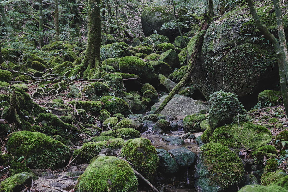 Shiratani Unsuikyo Forest