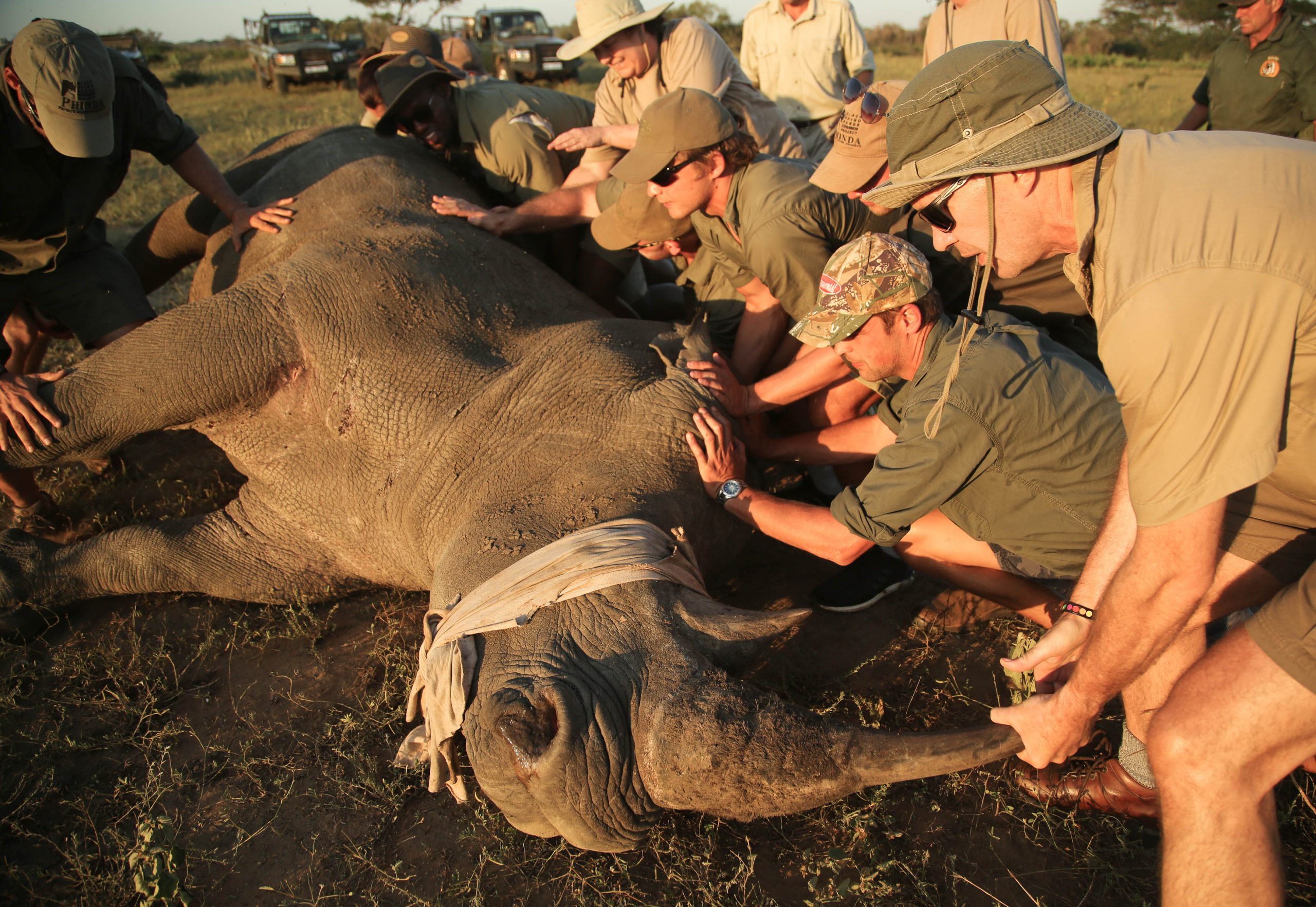 Rhino Conservation in South Africa