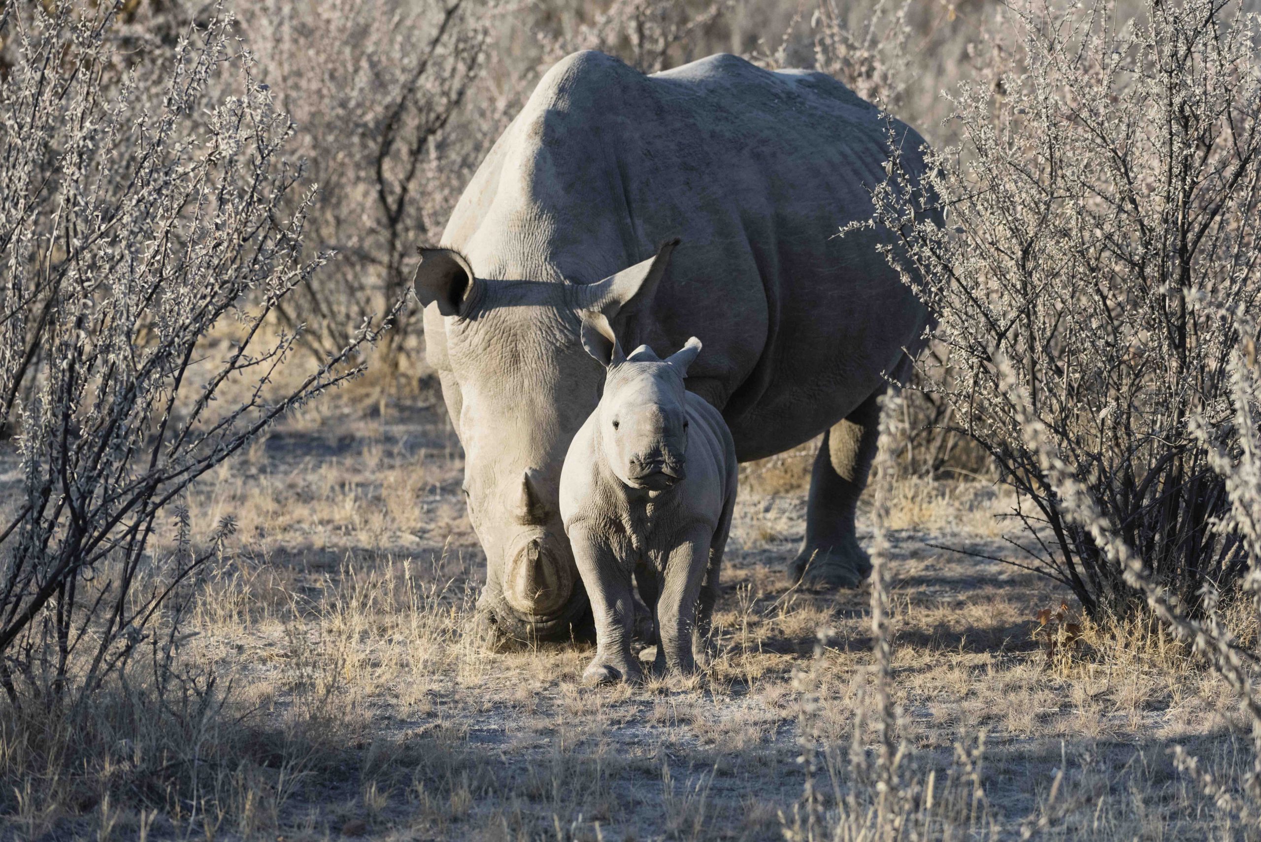 Tracking Rhinos on Foot