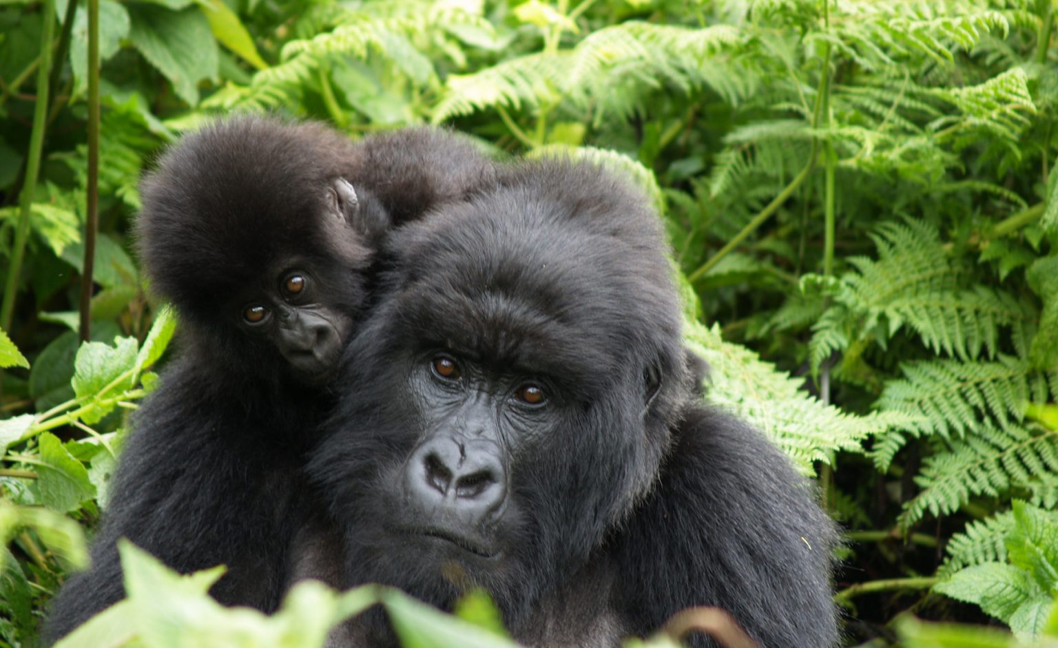 Rwanda gorillas mother and daughter