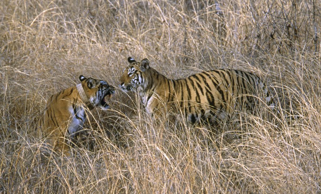 india-tiger-conservation-3