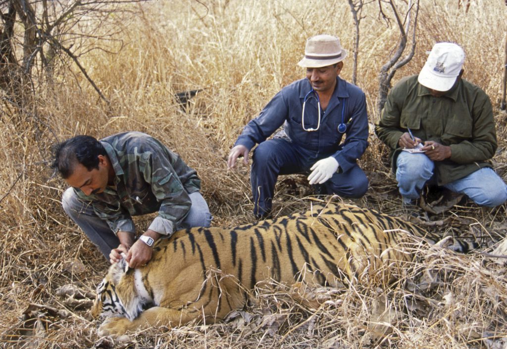 india-tiger-conservation-4