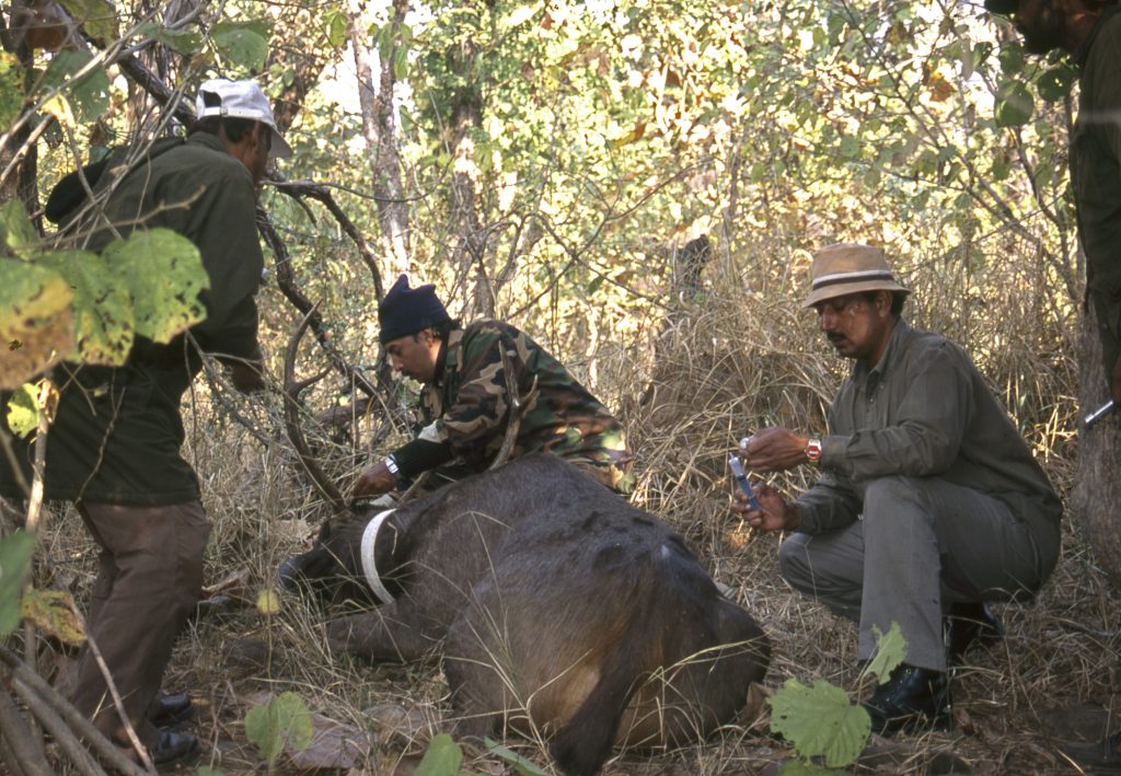 india-tiger-conservation-7