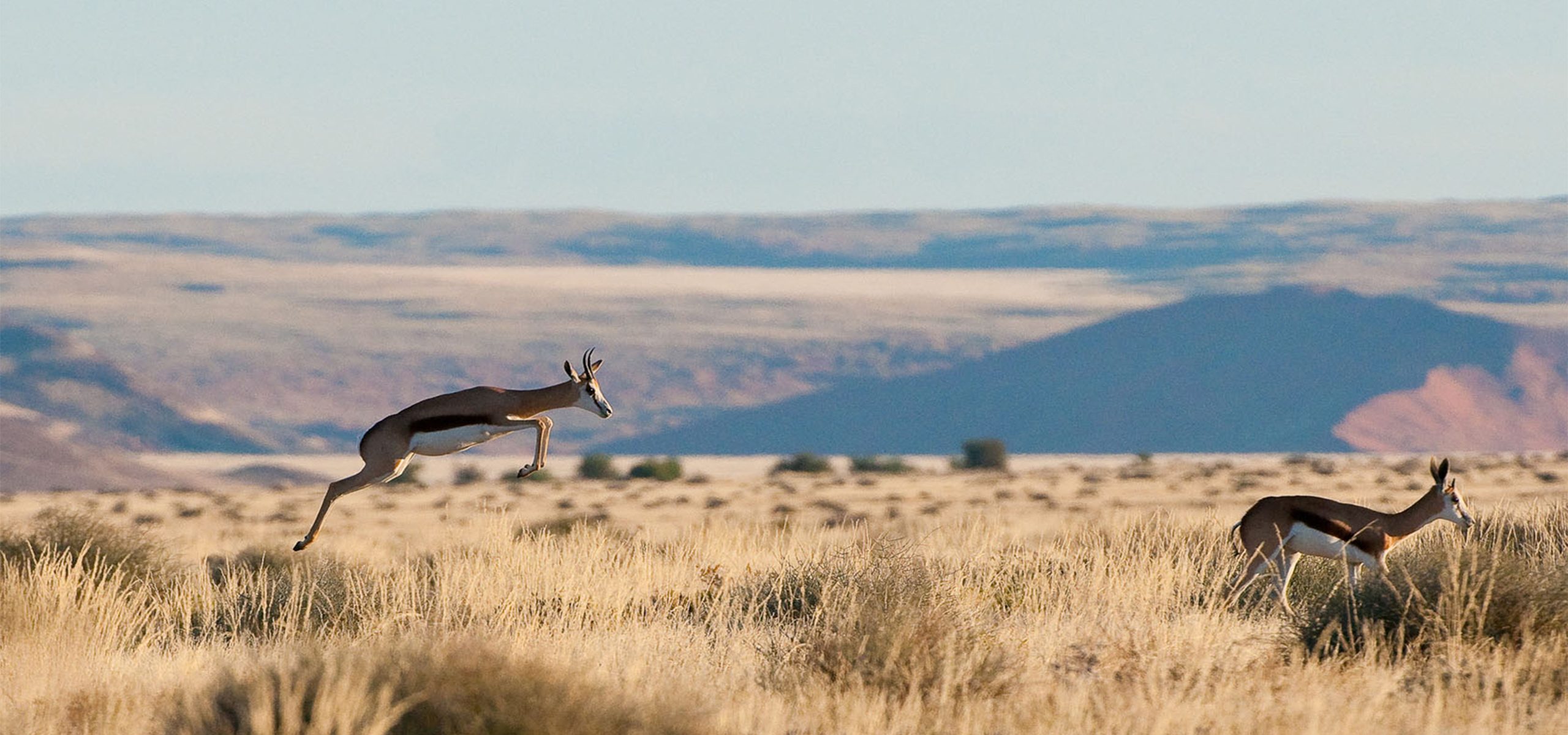 Namibia - sossusvlei - wildlife