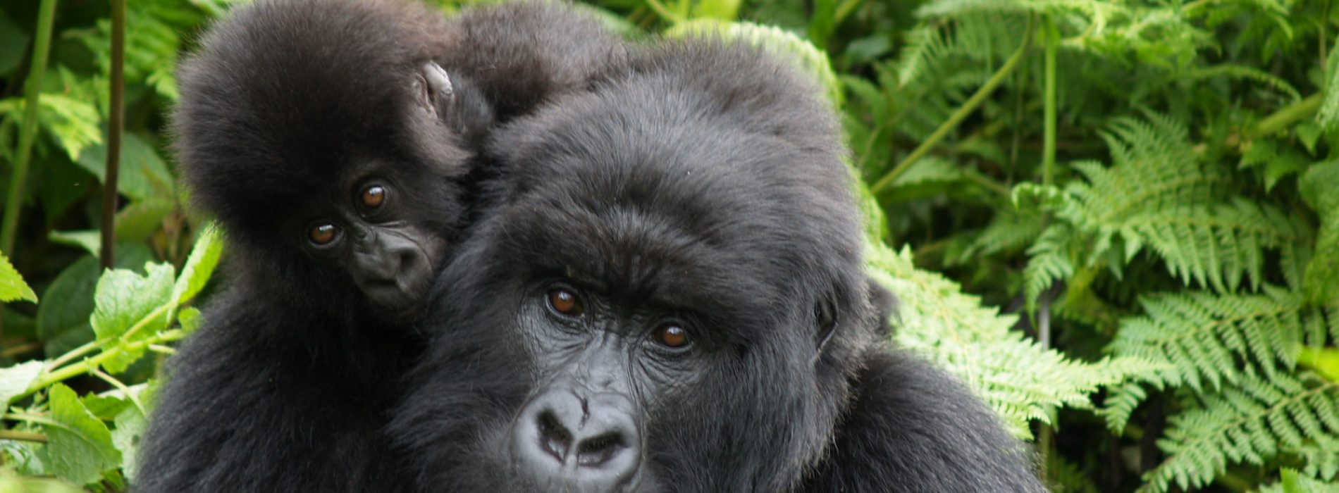 Rwanda gorillas mother and daughter