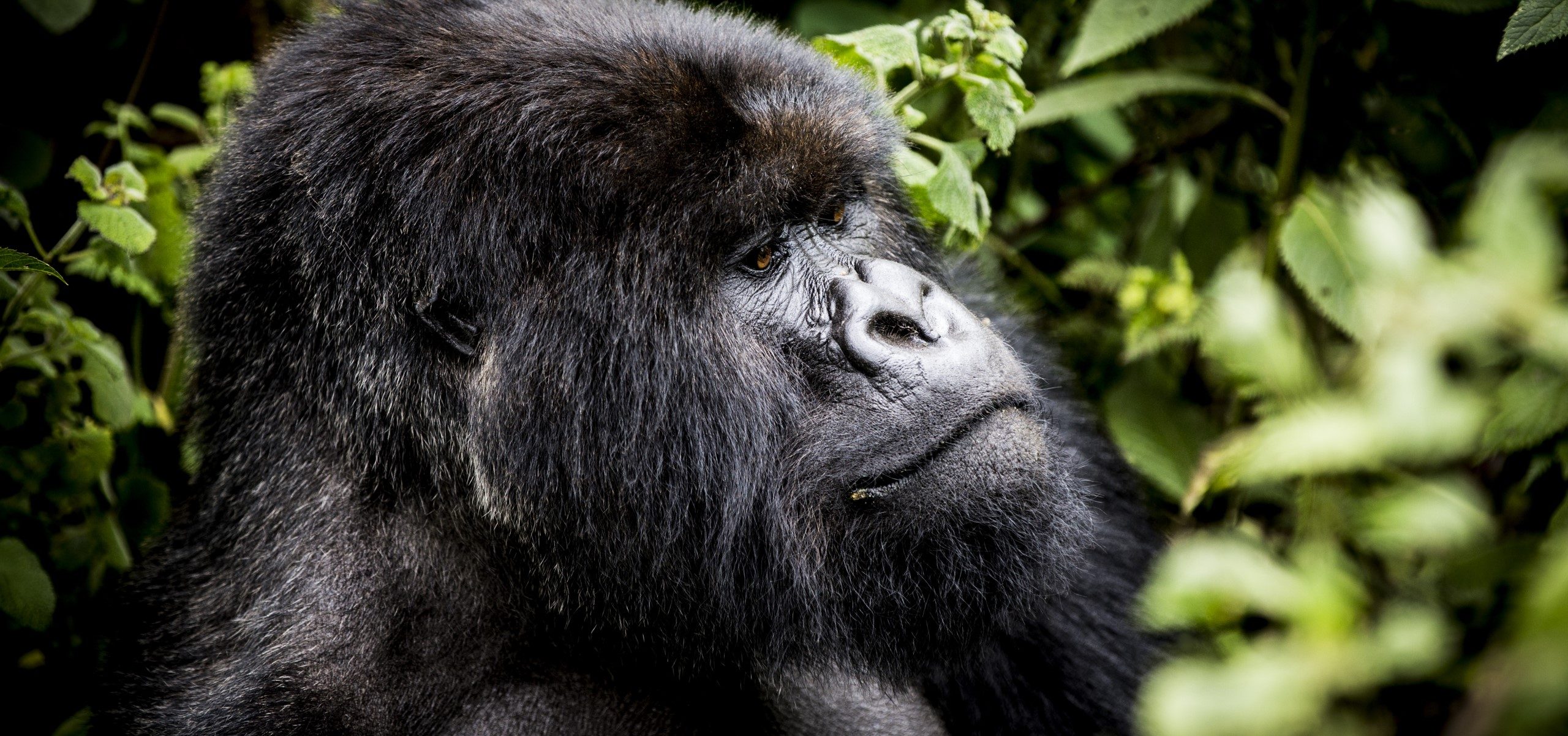 Rwanda - Volcanoes Mountain Gorilla