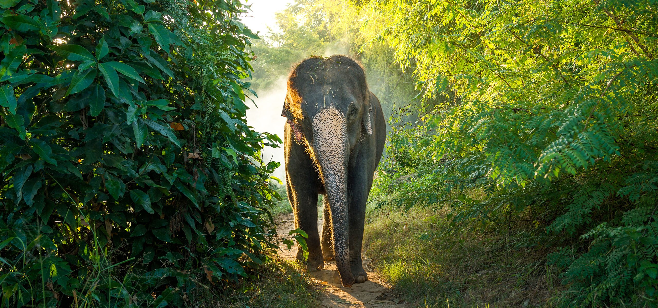 Laos_Elephant
