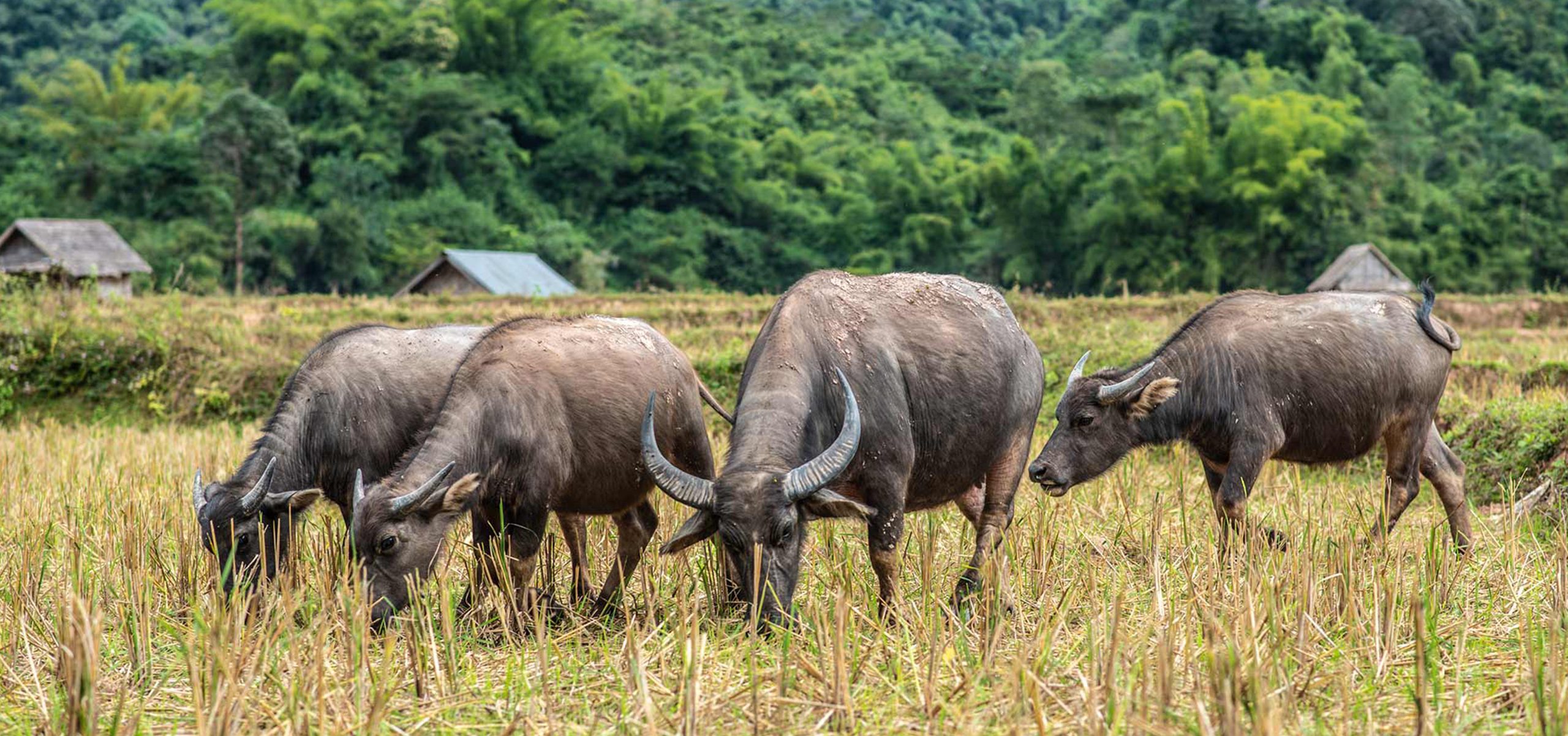 Laos-Muang La Buffalos