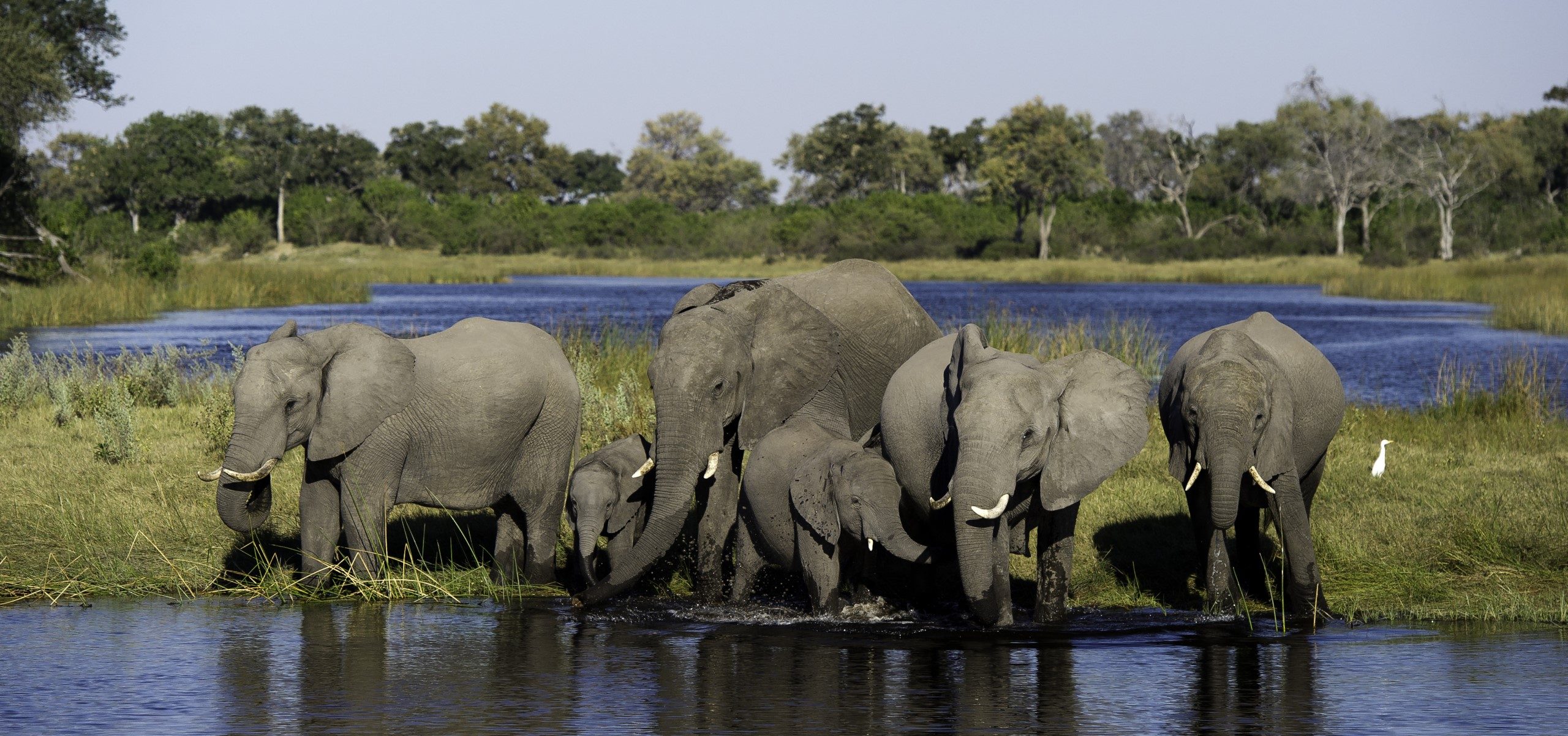 Botswana - Linyanti Elephants