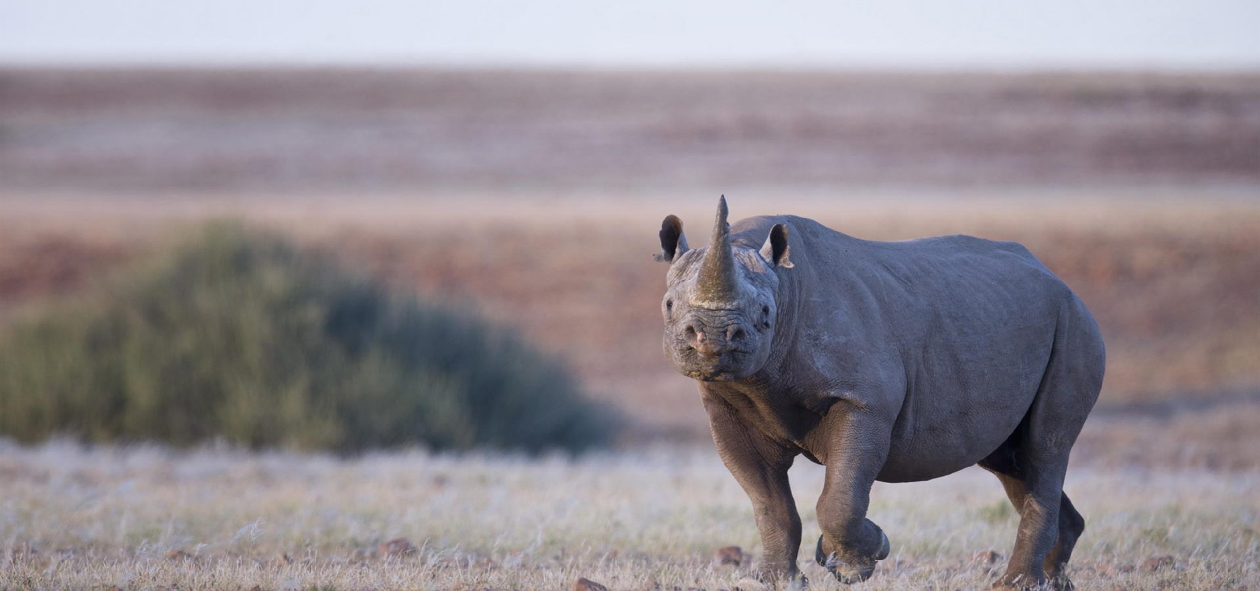 Namibia_Damaraland_Rhino