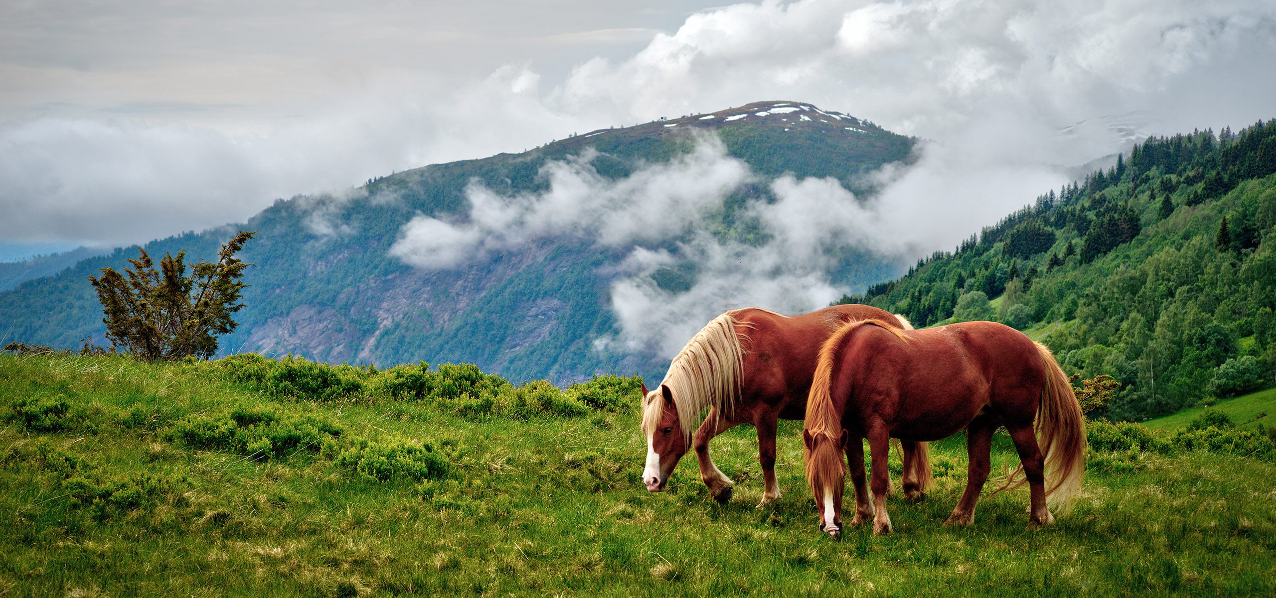Norway-Horses