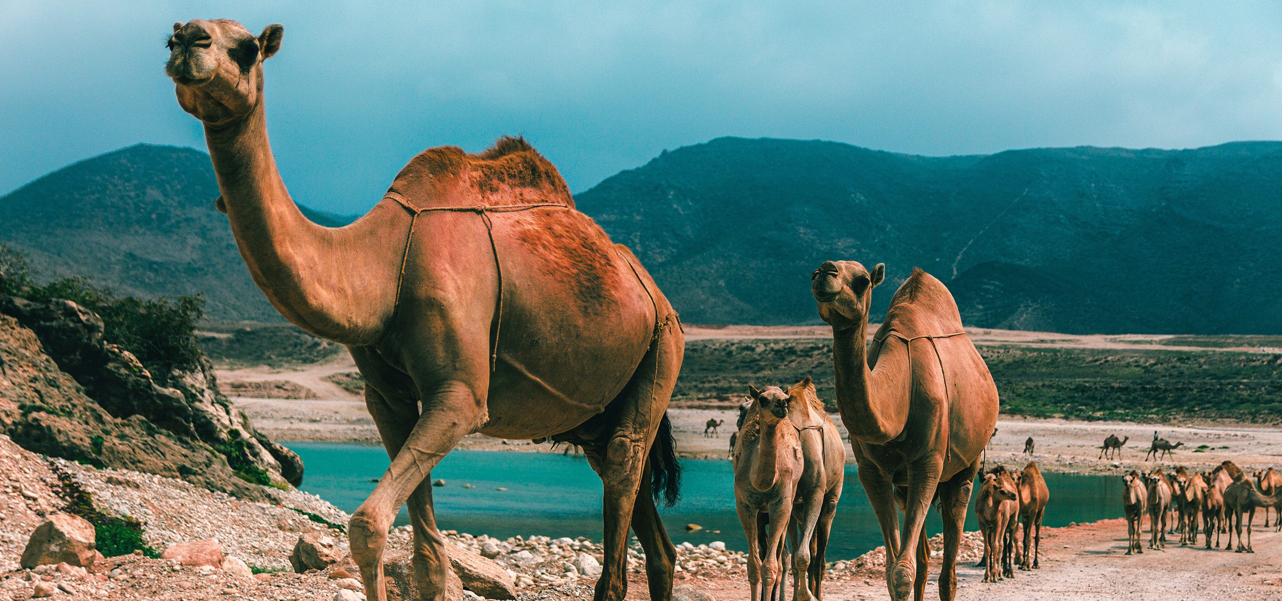 Oman-Dhofar-Salalah Camels