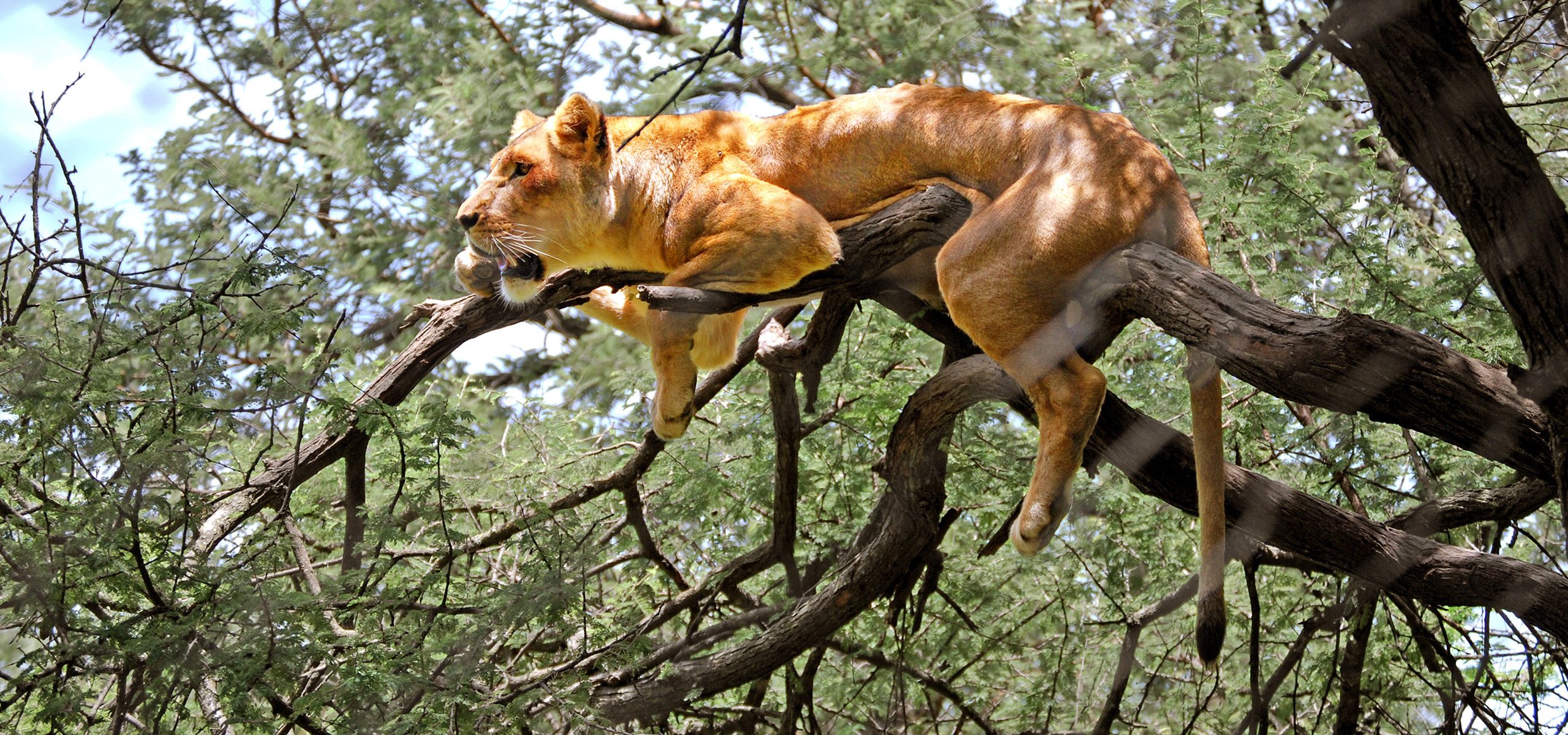 Zimbabwe-Lioness