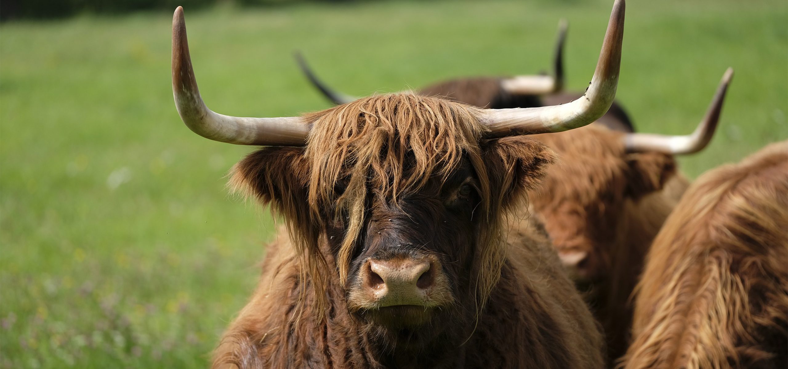 Scotland - long-haired Scottish cattle