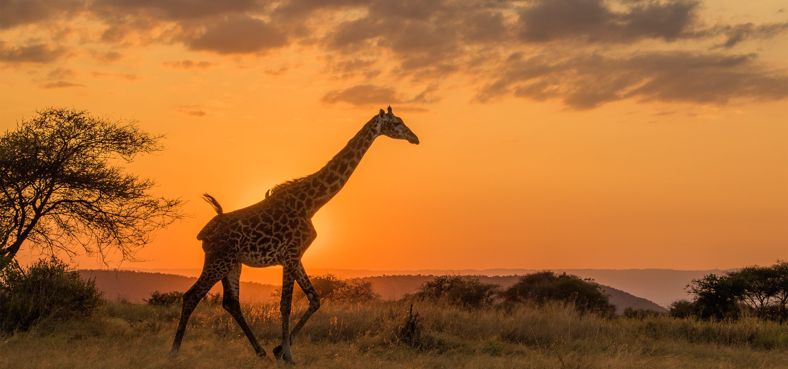 Tanzania_Tarangire_Giraffe