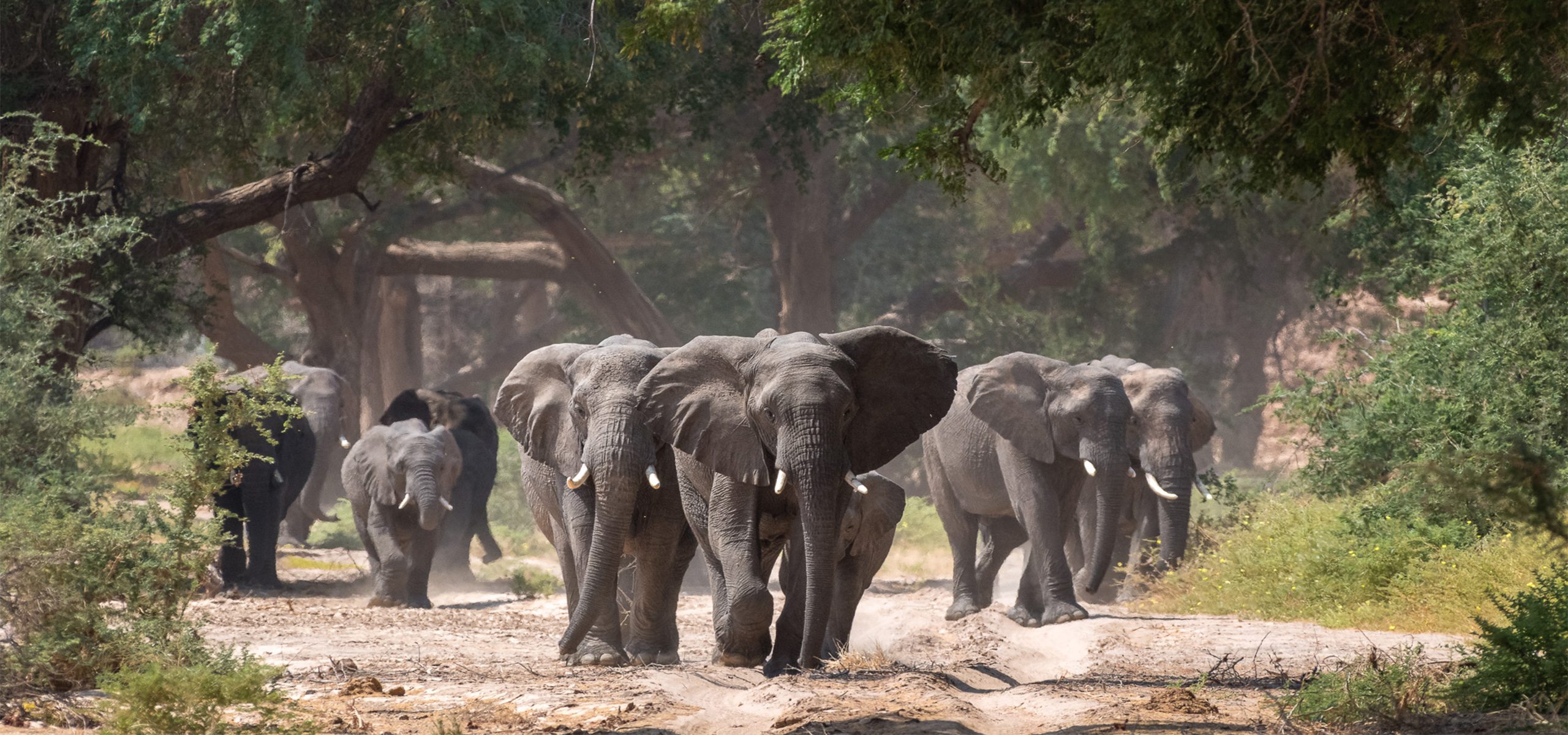 Namibia - Elephants