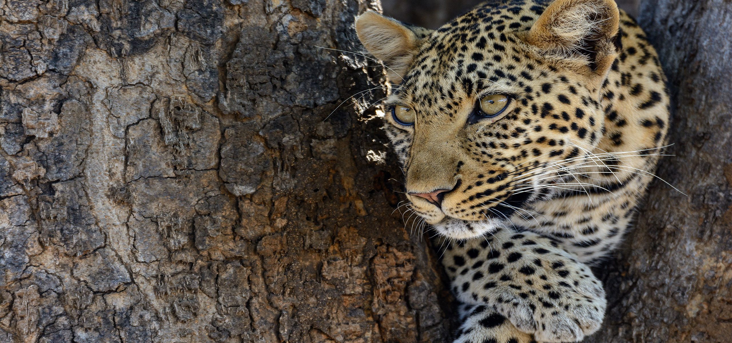 Tanzania - Ruaha - Leopard