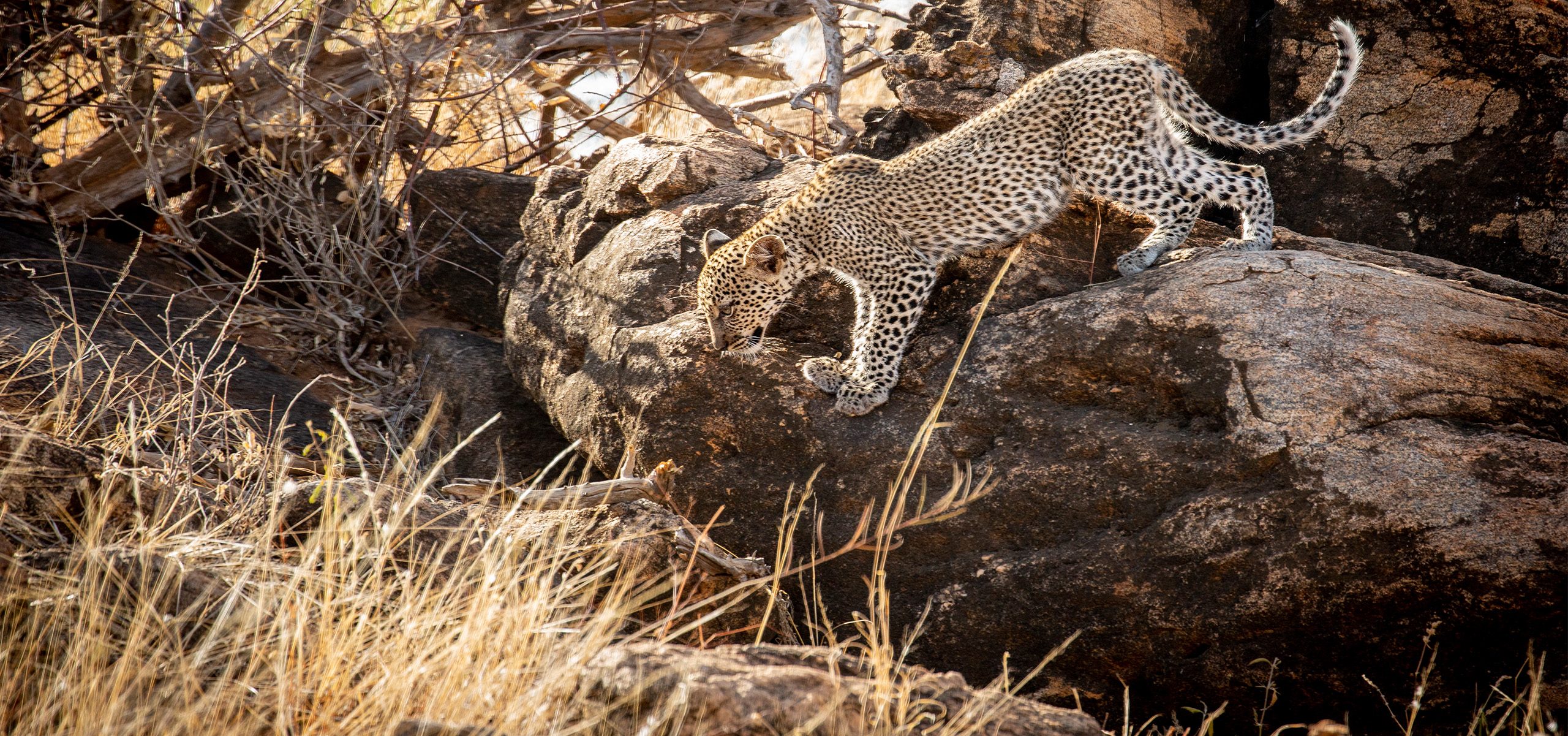 Kenya - Samburu - Leopard