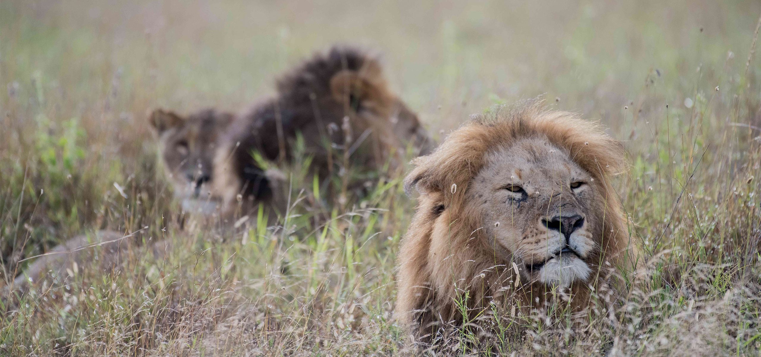 Kenya - Lions