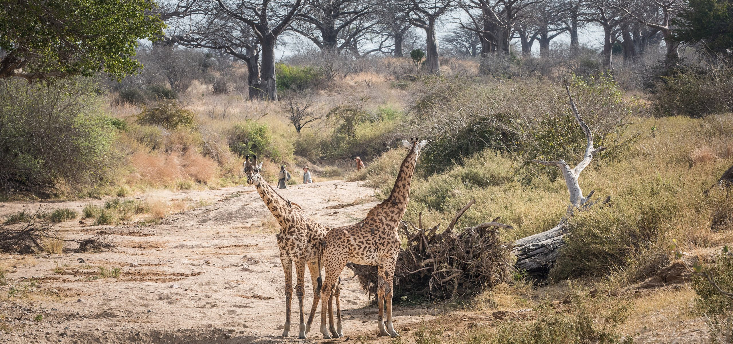 tanzania - Ruaha - Giraffe