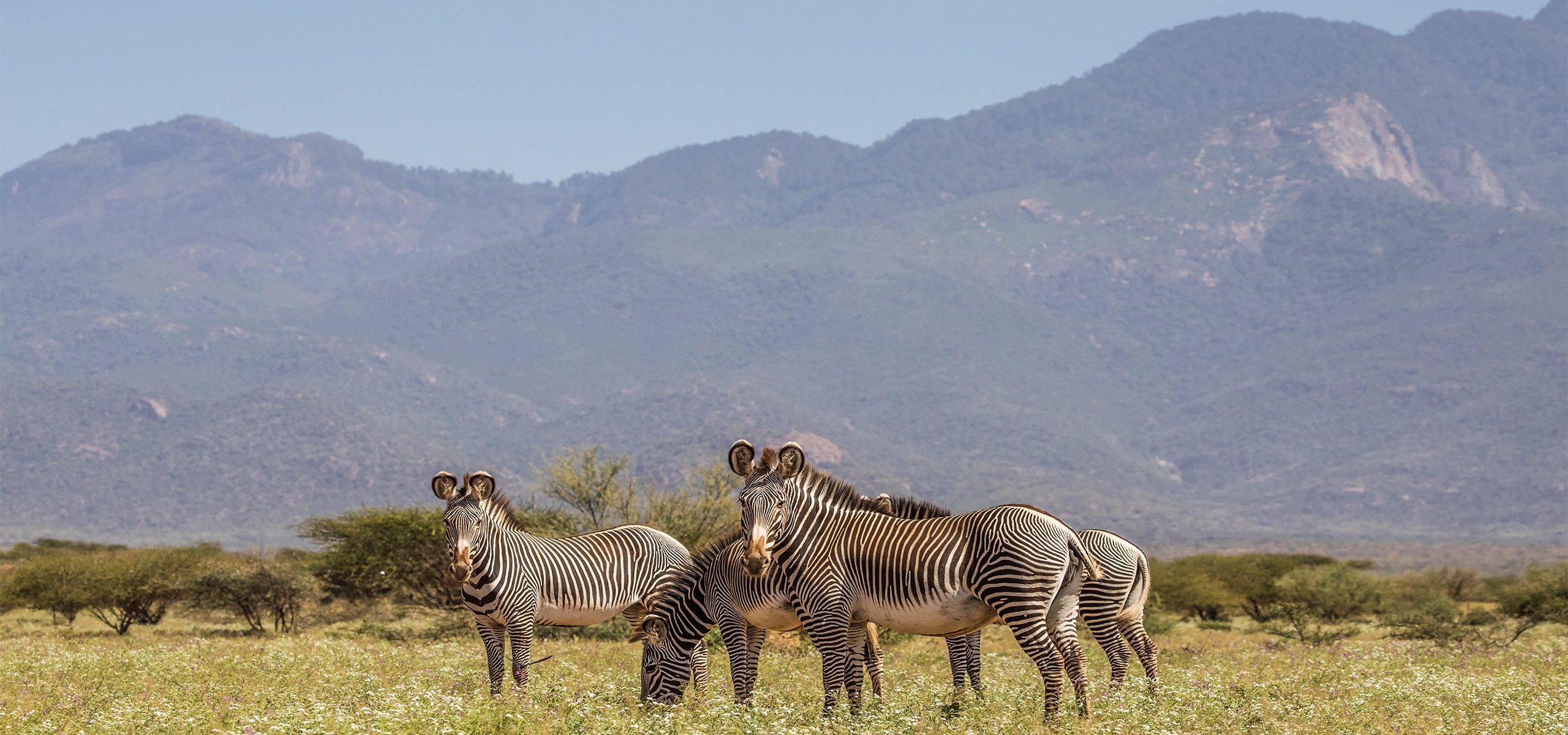 Kenya - Samburu - Zebras
