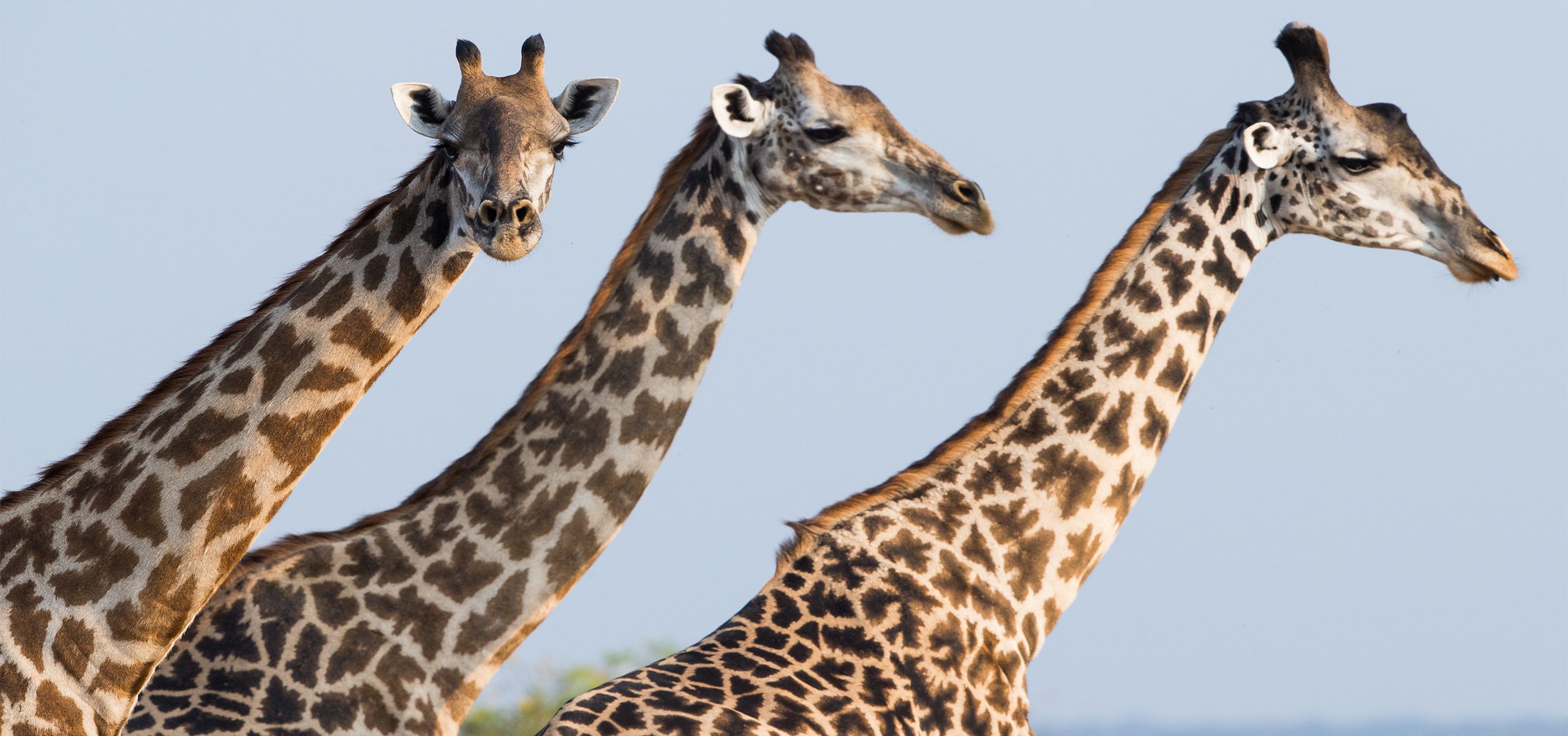 Tanzania_Selous_Giraffe