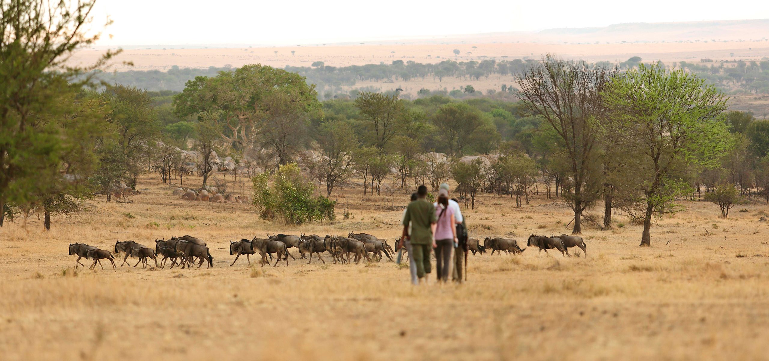 Tanzania - Serengeti - Guided Walk
