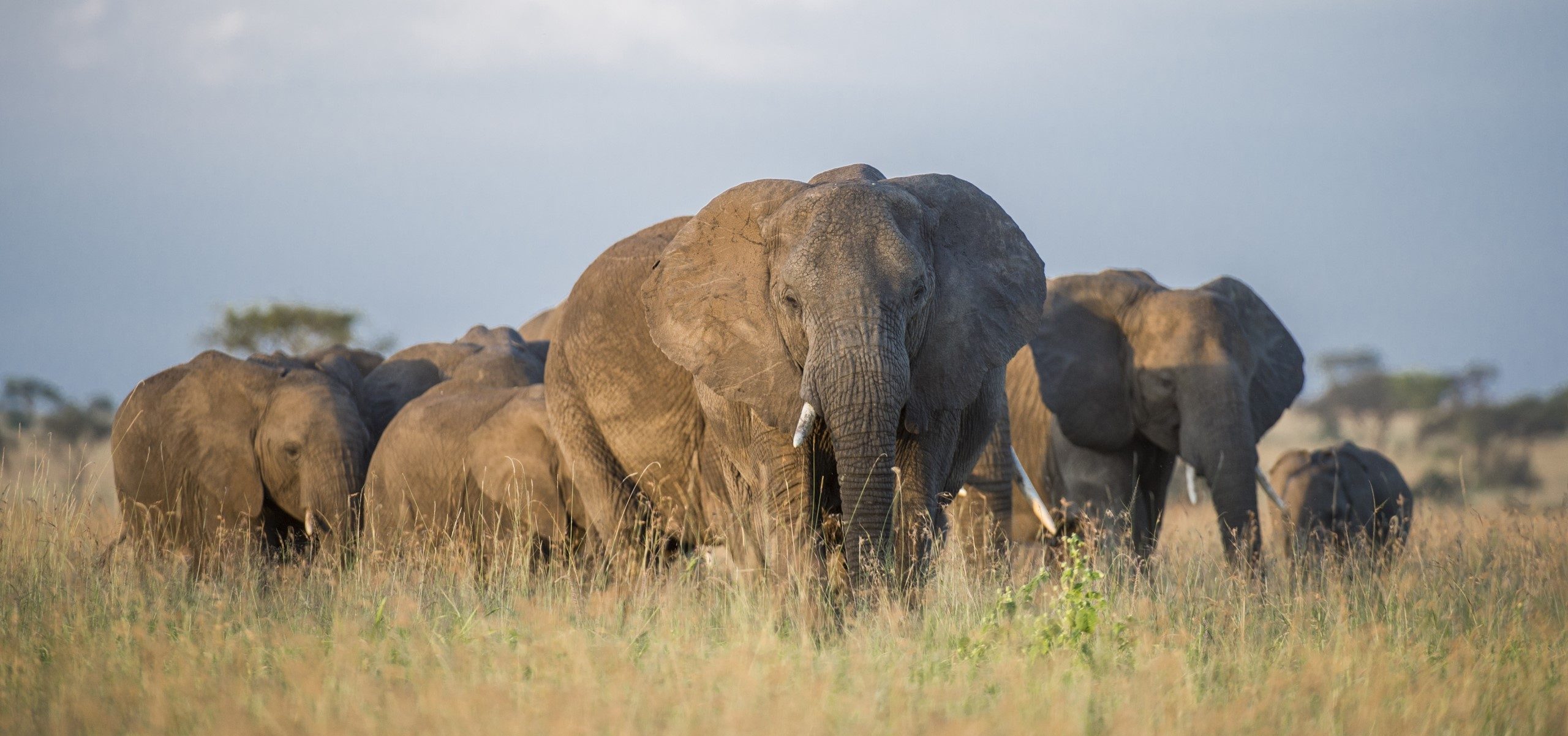 South Africa-Elephants